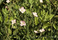 1100 Oenothera rosea.jpg