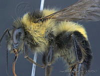 JAMR001 Bombus wilmattae.jpg
