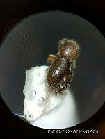 WR012 136 Hypothenemus rotundicollis.jpg