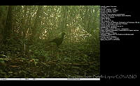 FJBL0120 Crax rubra.jpg