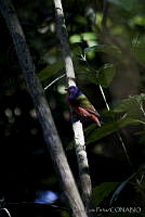 JLP0027 Passerina ciris.jpg