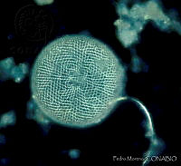 PM0011 Coscinodiscus sp..jpg