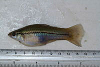 LI006 030 Xiphophorus helleri.jpg