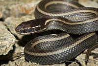 ECA0090 Rhadinaea hesperia.jpg