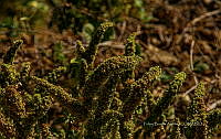 FBA1205 Santa María Huatulco_11.jpg