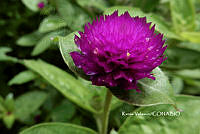 ME010 KV 01458 Gomphrena globosa L., 1753_.JPG