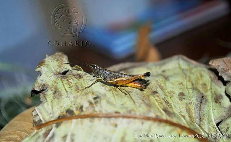 LBL0020%20Amblytropidia%20elongata.jpg.jSe oPz0MTmxi1dhQA3g0JtbmFja29CbnFuZ3NAbXJ6LGtwZwA.EJ1CLII32Q