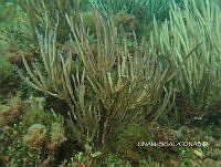 NE018 0074 Pterogorgia.jpg