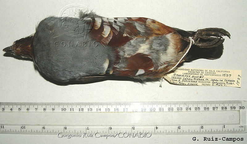 GRC0029%20Oreortyx%20pictus.jpg.jieVhpz7Ma1vW7NjQA3g0JtbmFja29CbnFuZ3NAbXJ6LGtwZwA.Yy6Q7HnyND