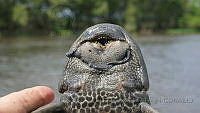 LEAdA065 Pterygoplichthys pardalis.jpg