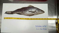 RE006 0049 Totoaba.tif