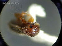 WR012 230 Xyleborinus saxesenii.jpg