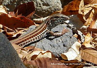 AMVDH 0196 Aspidoscelis costata.JPG