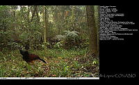 FJBL0111 Crax rubra.jpg