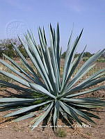 AJGM0002 Agave americana var. oaxacensis.JPG