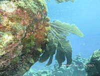 NE018 0213 Gorgonia flabellum.jpg