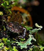 ALV001 Pseudoeurycea leprosa.jpg