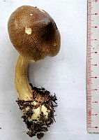 CBA0334 Tricholoma equestre.JPG