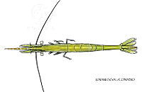 NE018 1269 Tozeuma carolinense_D.jpg