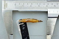LFMG276 Gymneleotris seminuda.jpg