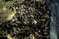 DK1001 Zea mays.jpg