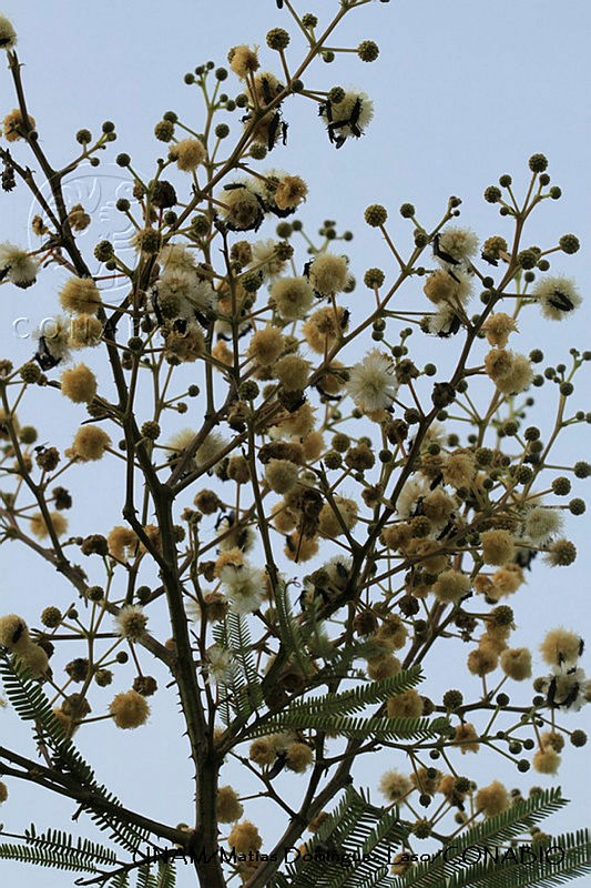 PJ016%200403%20Acacia%20coulteri.JPG.nyfqqu zMZkLrRVjQA3g0JtbmFja29CbnFuZ3NAbXJ6LGtwZwA.9JIEDmfhZo