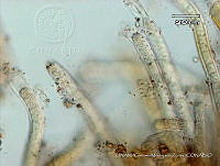 KT018 0235 Scytonema mirabile 1.jpg