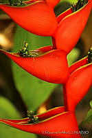 EGP0197 Heliconia sp..jpg