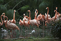 MASM06346 Phoenicopterus ruber.jpg