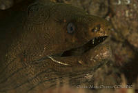 OAO0297 Gymnothorax castaneus.jpg