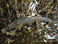 AIV007 Crocodylus moreletii.JPG