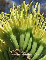 AJGM0254 Agave seemanniana.JPG