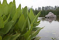 IMDOC0197 Sagittaria sp..jpg
