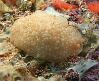 AEG0005 Berthella grovesi.jpg