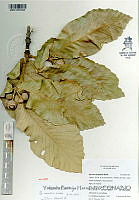 YPH3204 Quercus resinosa.jpg