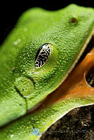 DJSO02 Agalychnis moreletii.jpg