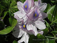 FCM57 Eichhornia sp..jpg