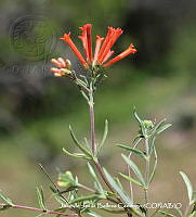 JJBC0074 Bouvardia ternifolia.JPG