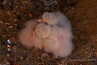 VOAP0076 Falco peregrinus.jpg