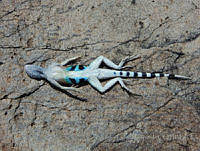 JLE0007 Cophosaurus texanus.jpg