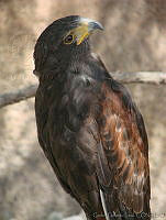 CGL1680 Parabuteo unicinctus.jpg