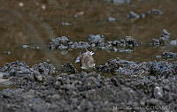 MGaves 2723 Tringa solitaria.jpg