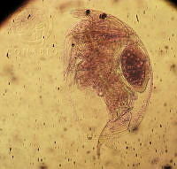 HE009 R 0164 Alona setulosa.jpg