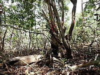UM001 0143 Laguncularia racemosa.jpg