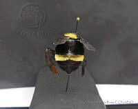JAMR089 Bombus medius.jpg