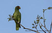 AAKVDH 0093 Amazona albifrons.JPG