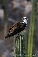 MASM05732 Pandion haliaetus.jpg