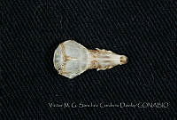 VMS-CD0322 Cryptotis peregrina.JPG