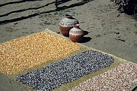 DK2200 Zea mays.jpg
