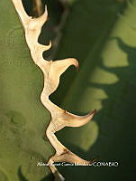 AJGM0348 Agave titanota.JPG